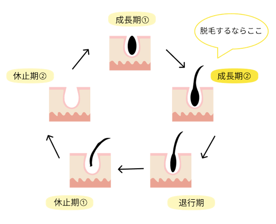 毛周期_タイミング_figma