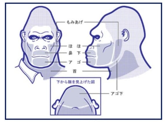 ゴリラクリニック部位_公式画像